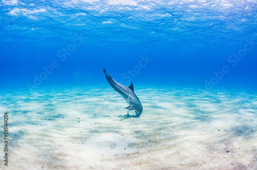 Hunting Dolphin photo