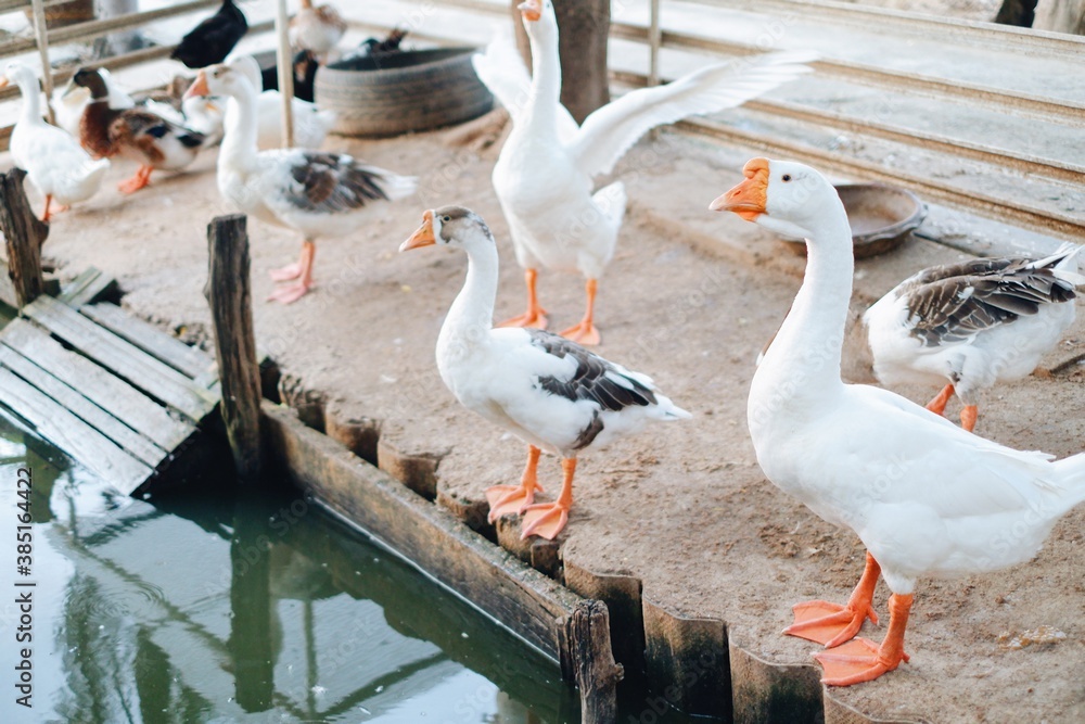 Obraz premium Group of goose life in the farm.