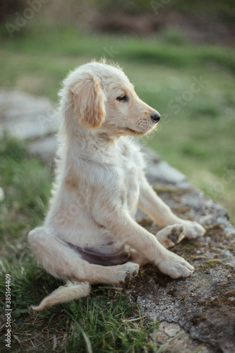 Dog on the grass photo