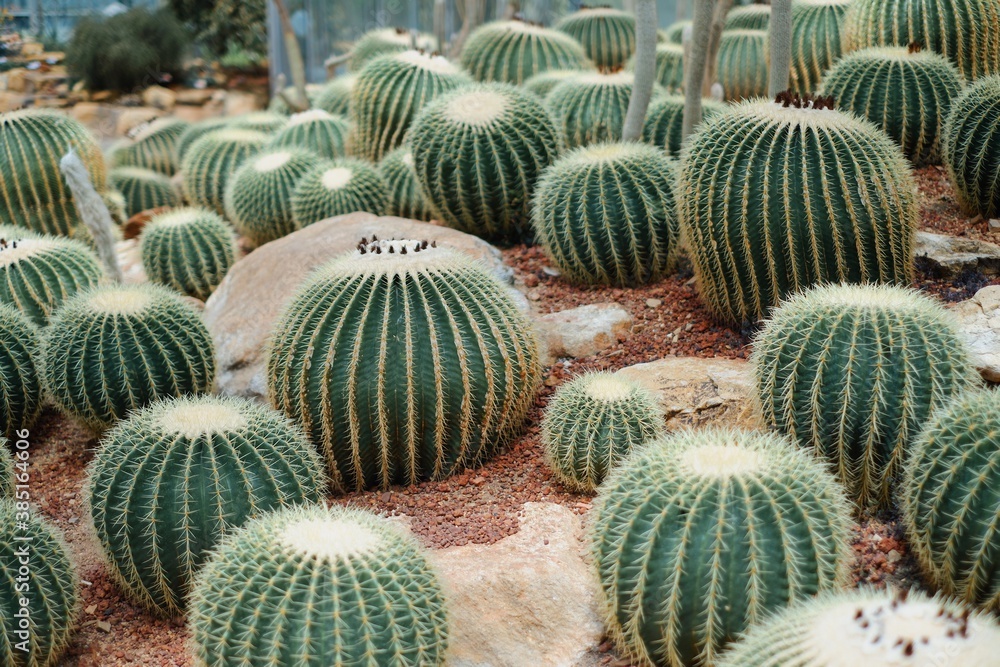 Close-up of beautiful big giant cactus in the garden. Close-up of beautiful big giant cactus in the garden.