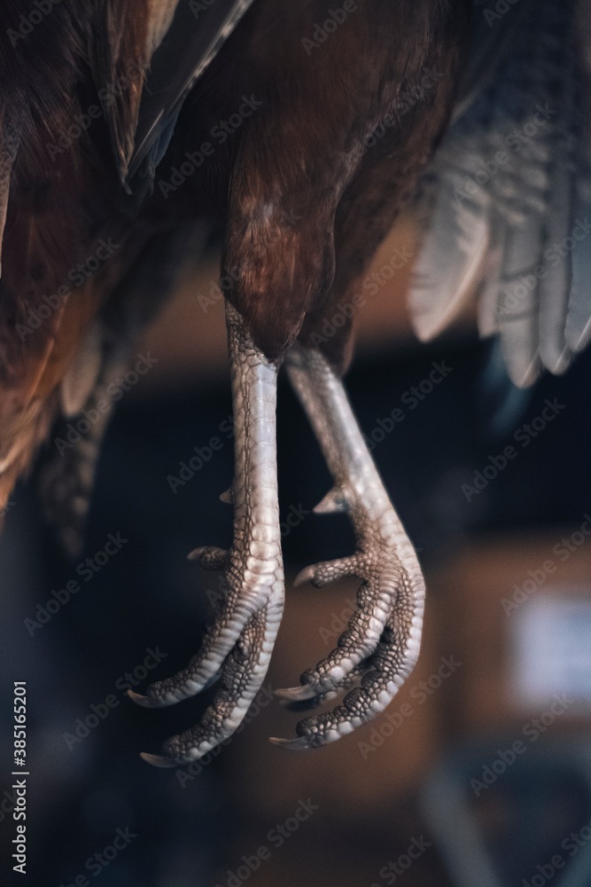 Wild Pheasant Feet Wild Pheasant Feet