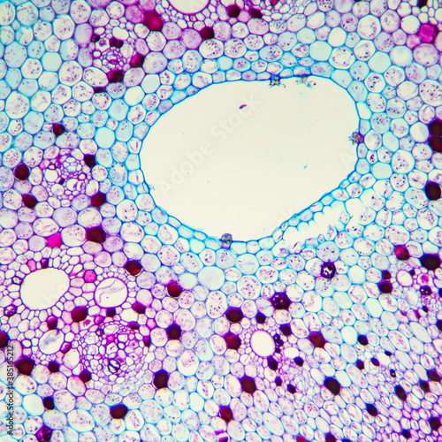 plant cells of lotus stem