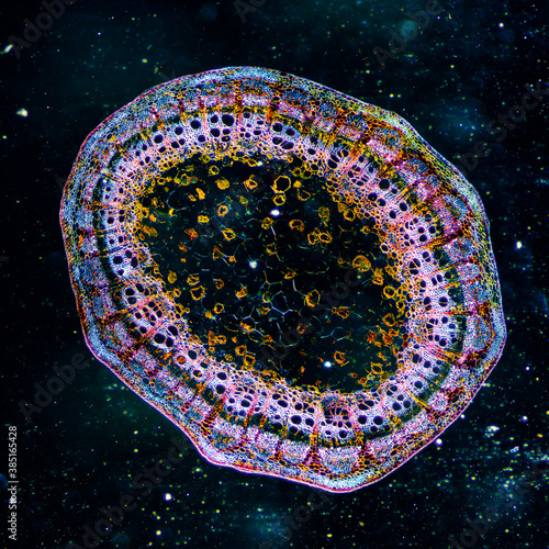 micrograph plant cells