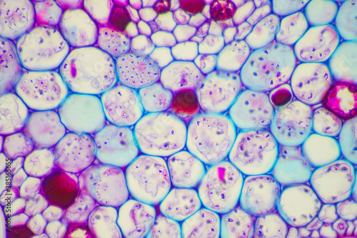 plant cells of lotus stem
