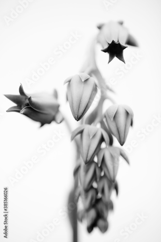 Delicate succulent flowers