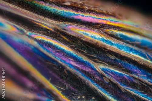 mosquito wing micrograph