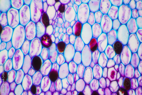 plant cells of lotus stem photo