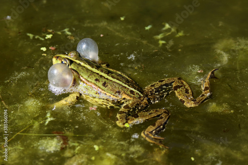 Male frogs with vocal sac in use