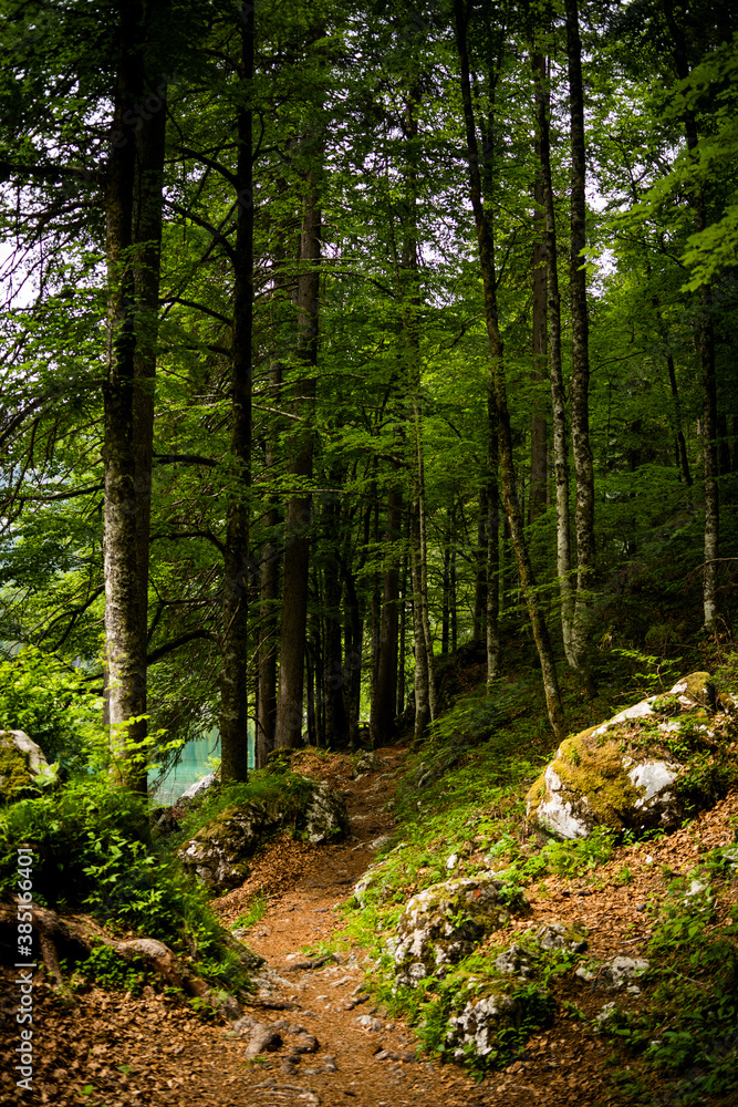 Beautiful green forest Beautiful green forest