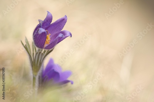 Innsbruck Pasque Flower (Pulsatilla oenipontana)