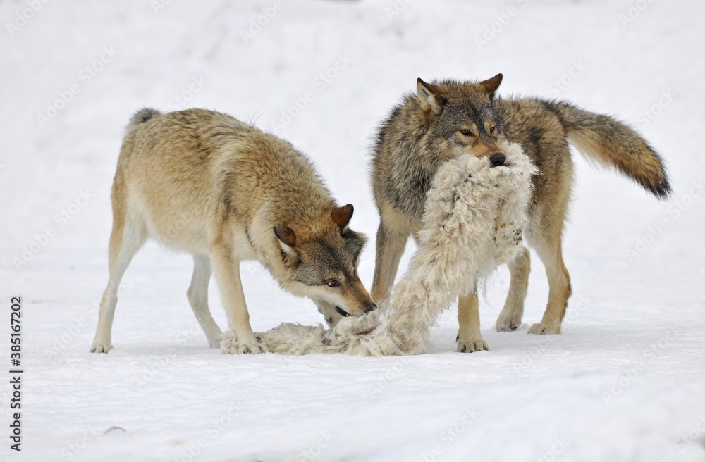 Mackenzie valley wolves, canadian timber wolves (Canis lupus occidentalis), two wolves in the snow, playing with a sheepskin Mackenzie valley wolves, canadian timber wolves (Canis lupus occidentalis), two wolves in the snow, playing with a sheepskin