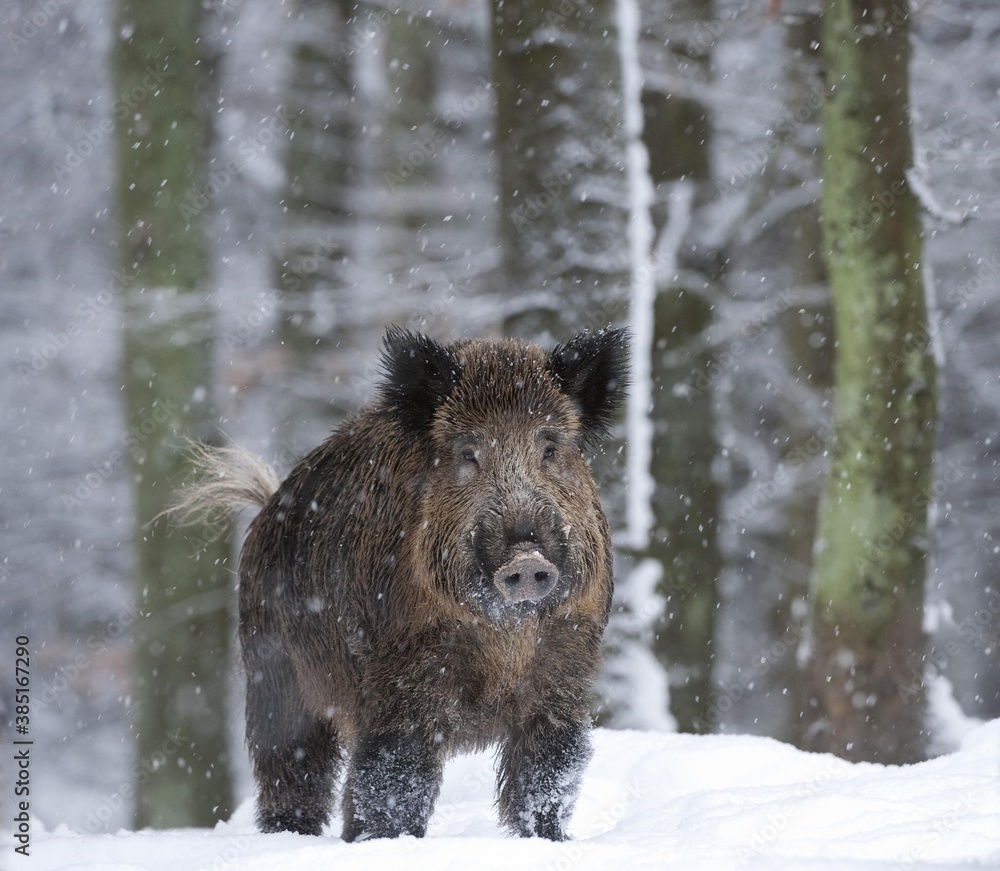 Wild boar (Sus scrofa) in the snow Wild boar (Sus scrofa) in the snow