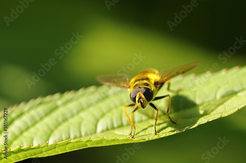 Hoverfly (Myathropa florea) photo