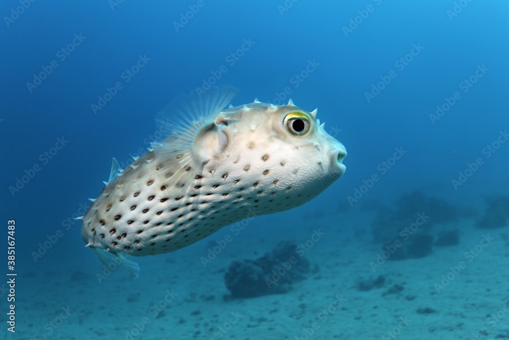 Yellow-spotted Burrfish (Chilomycterus spilostylus), Makadi Bay, Hurghada, Egypt, Red Sea, Africa Yellow-spotted Burrfish (Chilomycterus spilostylus), Makadi Bay, Hurghada, Egypt, Red Sea, Africa