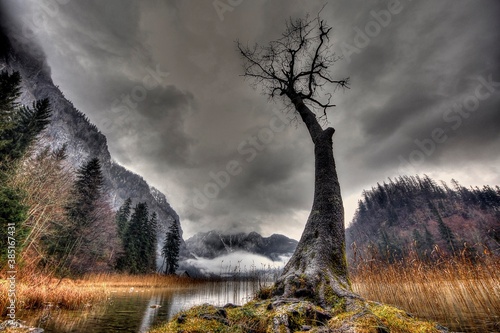 Tree with bare branches in front of grey clouds, Leopoldsteinersee, iron ore, Austria, Europe photo