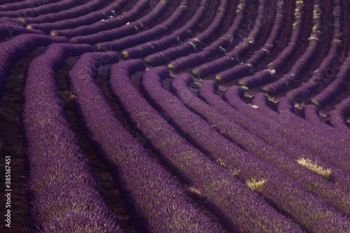 Lavender field (Lavandula angustifolia), Plateau de Valensole, Departement Alpes-de-Haute-Provence, France, Europe photo