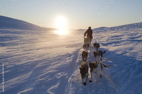 Dog sledding in Norway, Finnmarksvidda, Finnmark, Lapland, Norway, Europe photo