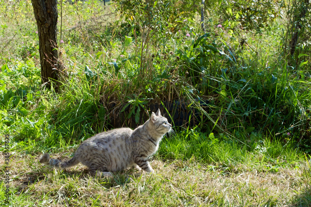 Gray cat on the country lawn in the sunlight on the background of green grass. Gray cat on the country lawn in the sunlight on the background of green grass.