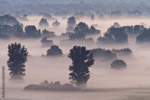 Aachried bei Radolfzell, a reedy marsh, in the morning mist, Hegau region, Konstanz district, Constance district, Baden-Wuerttemberg, Germany, Europe photo