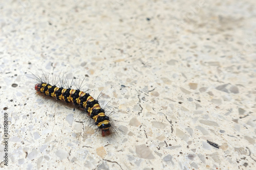 Colorful caterpillar, red head and black yellow caterpillar body creeping on the floor