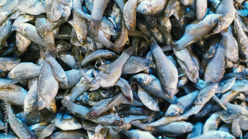 Texture background of baby fish at fish market