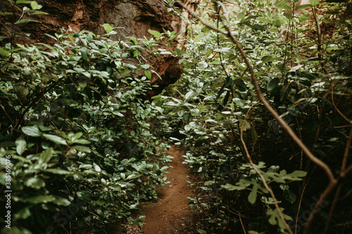 Footpath amidst green plants in forest photo