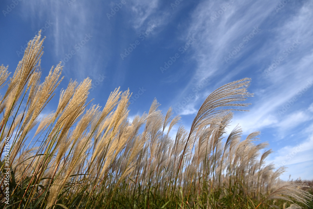 Obraz premium Blue sky, silver grass, nature, grass, sky, green, blue, people, landscape, scene, beautiful, view, mountain, tourist, tully, scenery, tourism, silver strand, holiday, park, background, ocean, wild, h