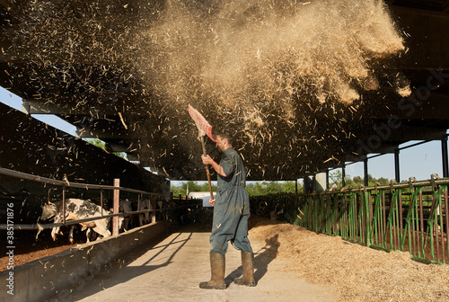 Farmer throwing fodder with shovel in air near livestock at farm photo