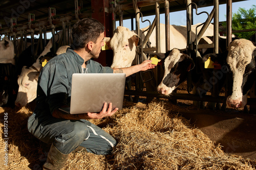 Farmer feeding cows while using laptop near livestock at farm photo