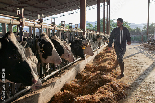 Farmer walking by cows near livestock at farm