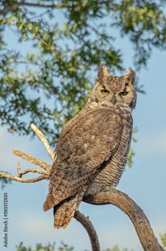 Obraz premium Great Horned Owl (Bubo virginianus) in daylight