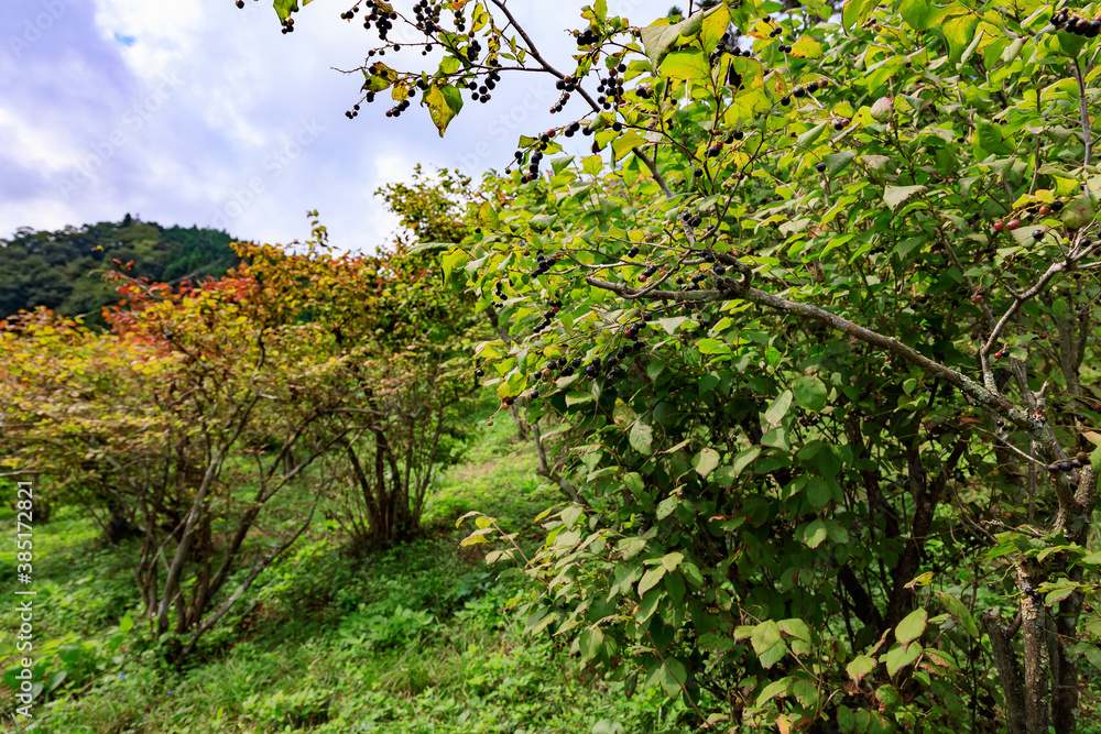 ナツハゼの木のある風景