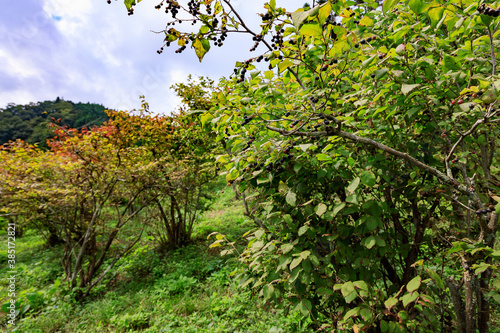 Wallpaper Mural ナツハゼの木のある風景 Torontodigital.ca