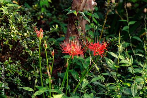 Wallpaper Mural 庭に咲いた彼岸花 Torontodigital.ca