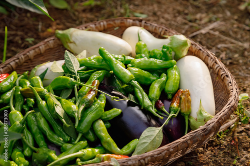 Wallpaper Mural 野菜の収獲 Torontodigital.ca