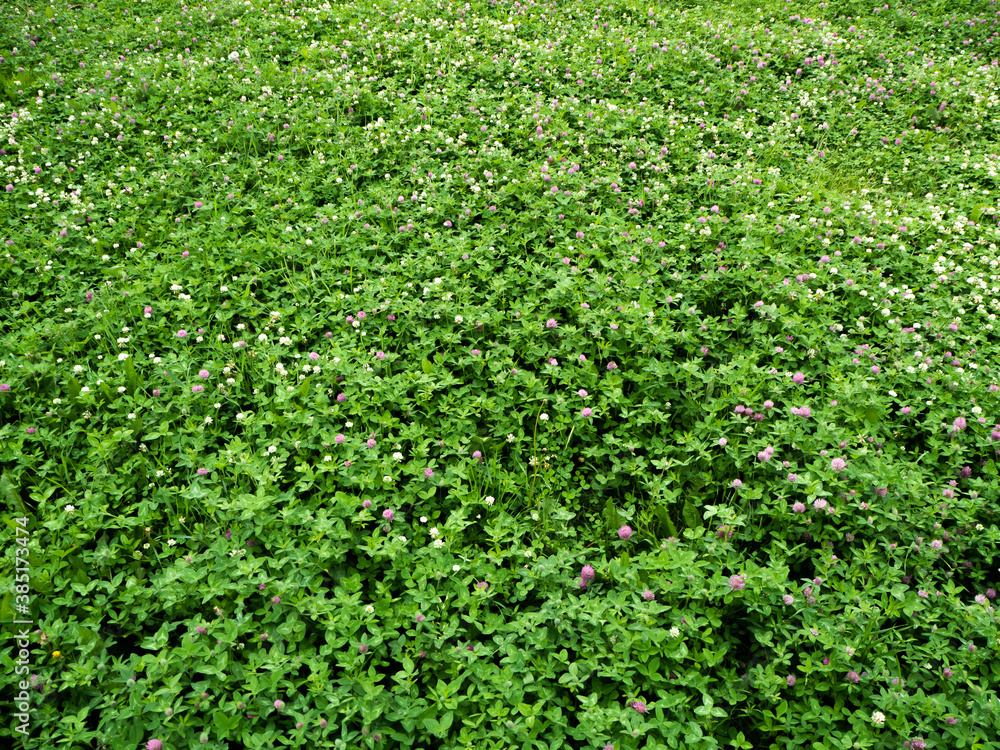 lots of green clover leaves in a summer clearing. the view from the top