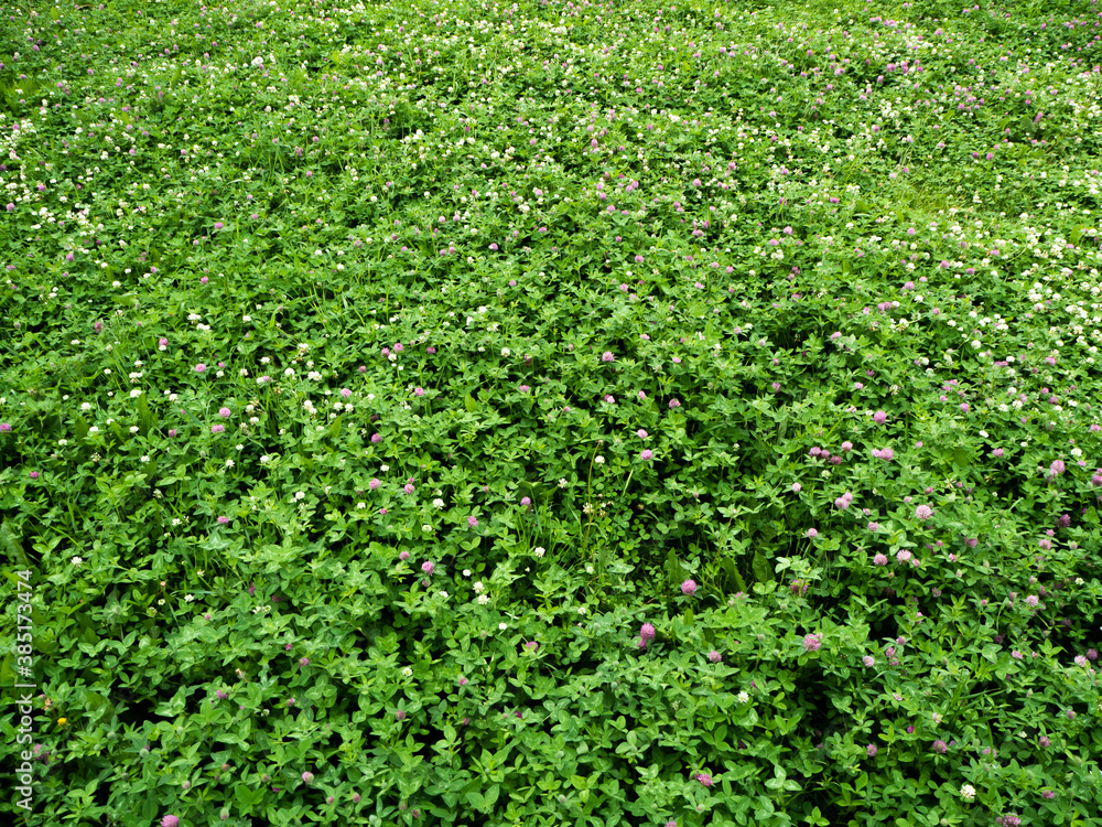 lots of green clover leaves in a summer clearing. the view from the top lots of green clover leaves in a summer clearing. the view from the top