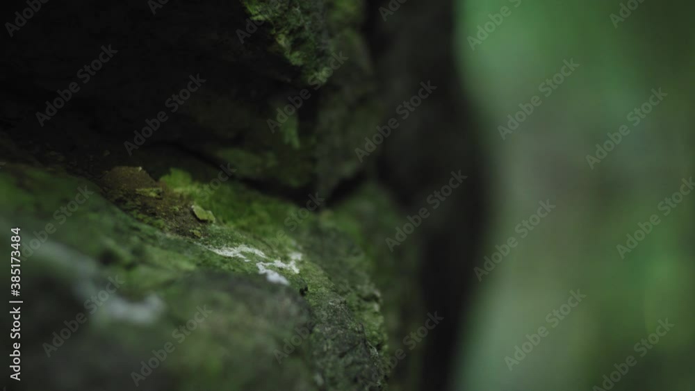A detailed close up of a mossy boulder covered with green lichen A detailed close up of a mossy boulder covered with green lichen