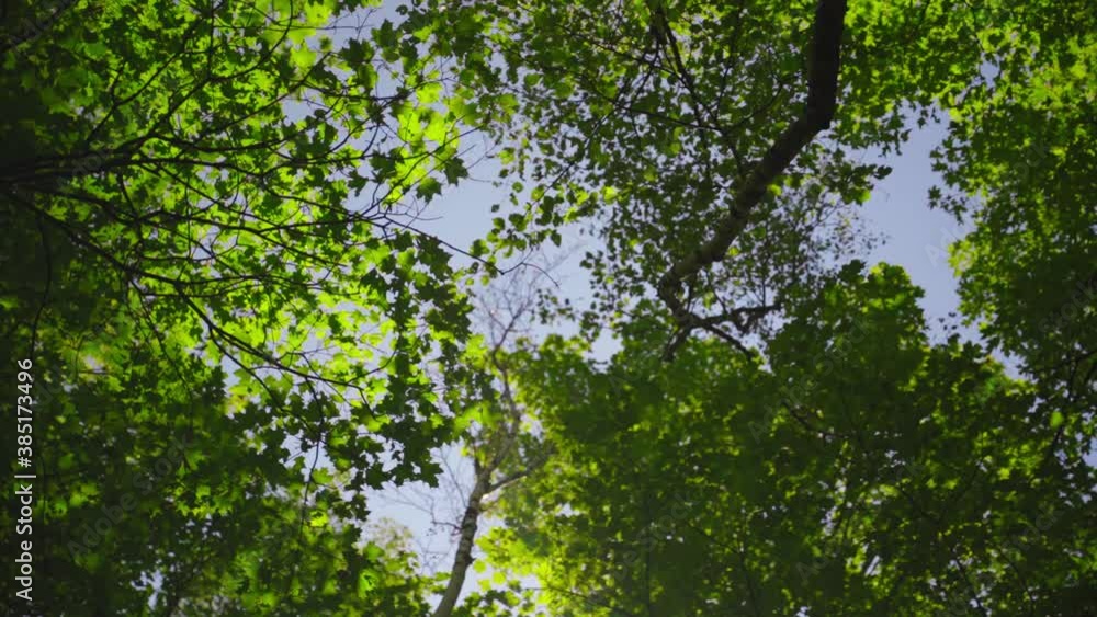 Cinematic spinning wide shot of tall tree branches spread high above a beautiful, green, sunny forest Cinematic spinning wide shot of tall tree branches spread high above a beautiful, green, sunny forest