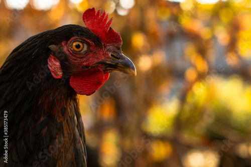 Close up profile portrait of free range black chicken at golden hour with red scallop against blurry fall leaves background. Copy space photo