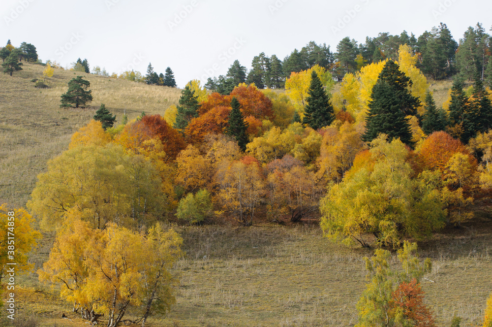 autumn forest in the mountains
