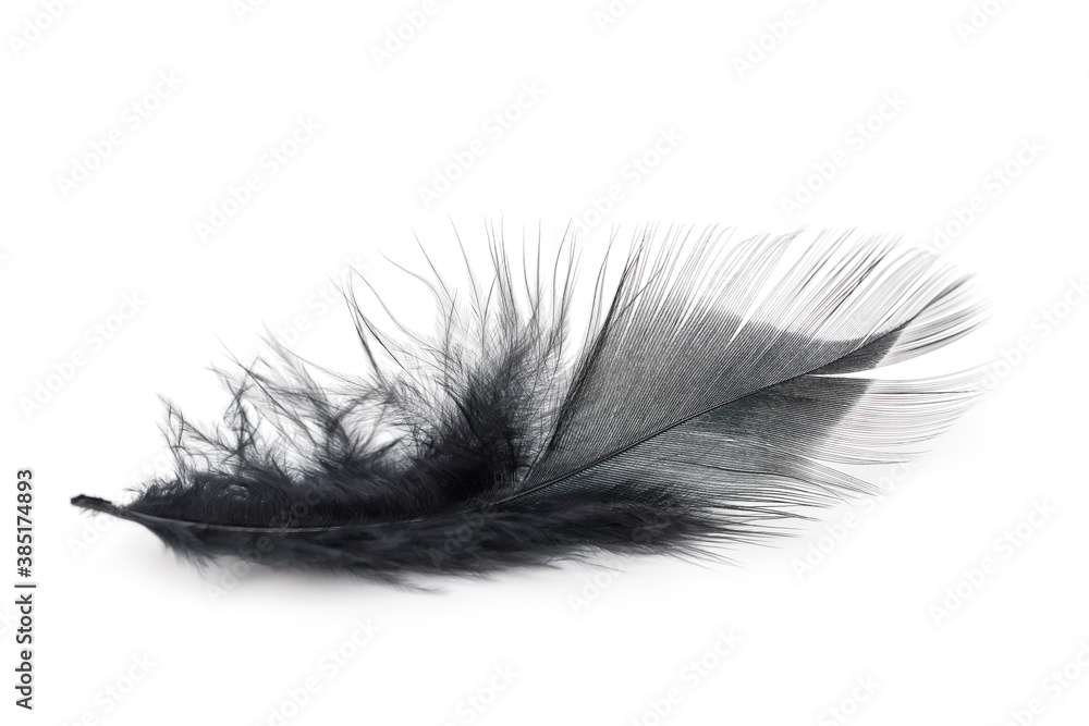 Obraz premium black feather texture on white background