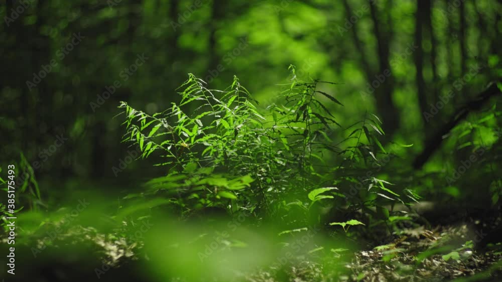 A lush, green bush of weeds growing on a forest floor, gently swaying in the wind A lush, green bush of weeds growing on a forest floor, gently swaying in the wind