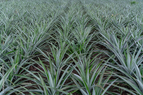 A growing pineapple tree in farm, Agricultural Industry Concept.