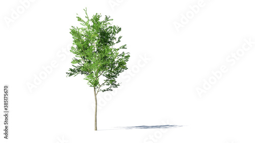 Hi-Resolution Beautiful 3D Trees Isolated with shadow on white background , Use for visualization in architectural design