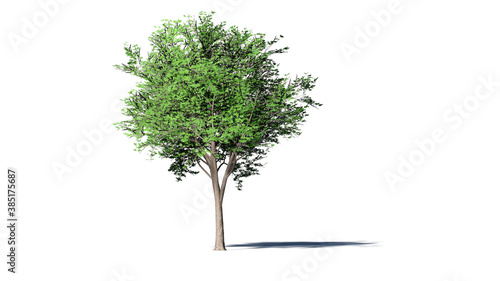 Hi-Resolution Beautiful 3D Trees Isolated with shadow on white background   Use for visualization in architectural design