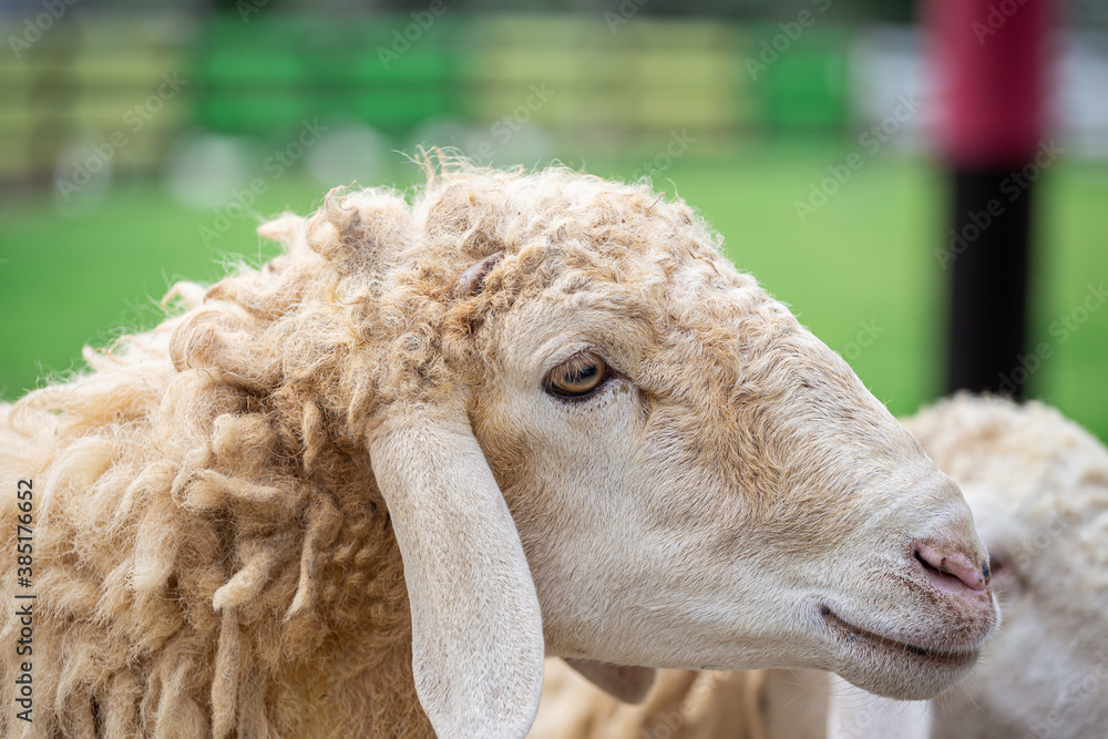 Close up eye , white sheep in the farm Close up eye , white sheep in the farm