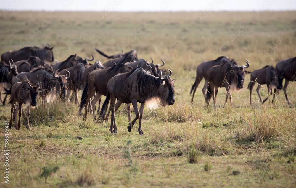 The Wildebeest migration on the banks of the Mara River. Every Year 1.5 million cross the Masai Mara in Kenya. The Wildebeest migration on the banks of the Mara River. Every Year 1.5 million cross the Masai Mara in Kenya.