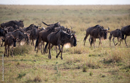 Fototapeta Naklejka Na Ścianę i Meble -  The Wildebeest migration on the banks of the Mara River. Every Year 1.5 million cross the Masai Mara in Kenya.	