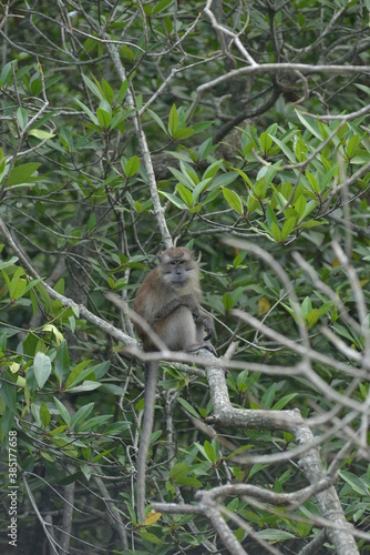 a monkey sitting relaxed on a branch in a mangrove forest, Indonesia